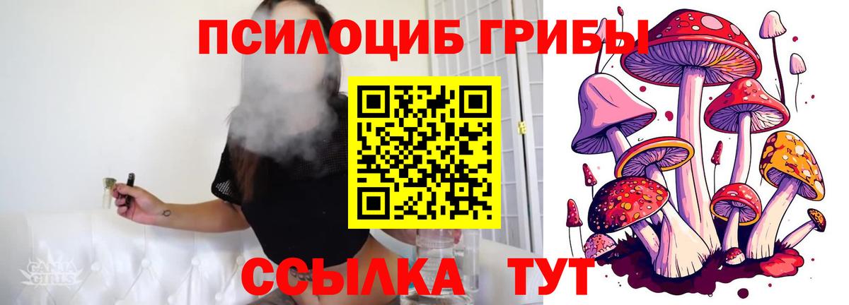 Псилоцибиновые грибы Psilocybe Кемерово